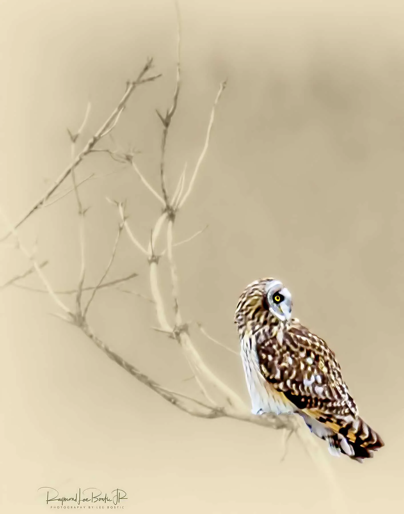 Short_Eared_Owl_3