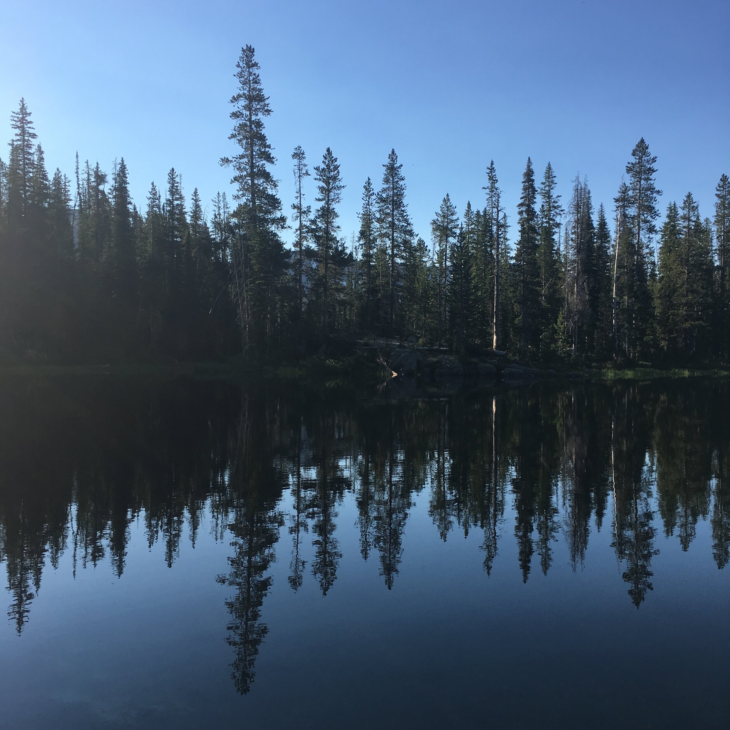 tree refelections Horseshoe Lake.jpg