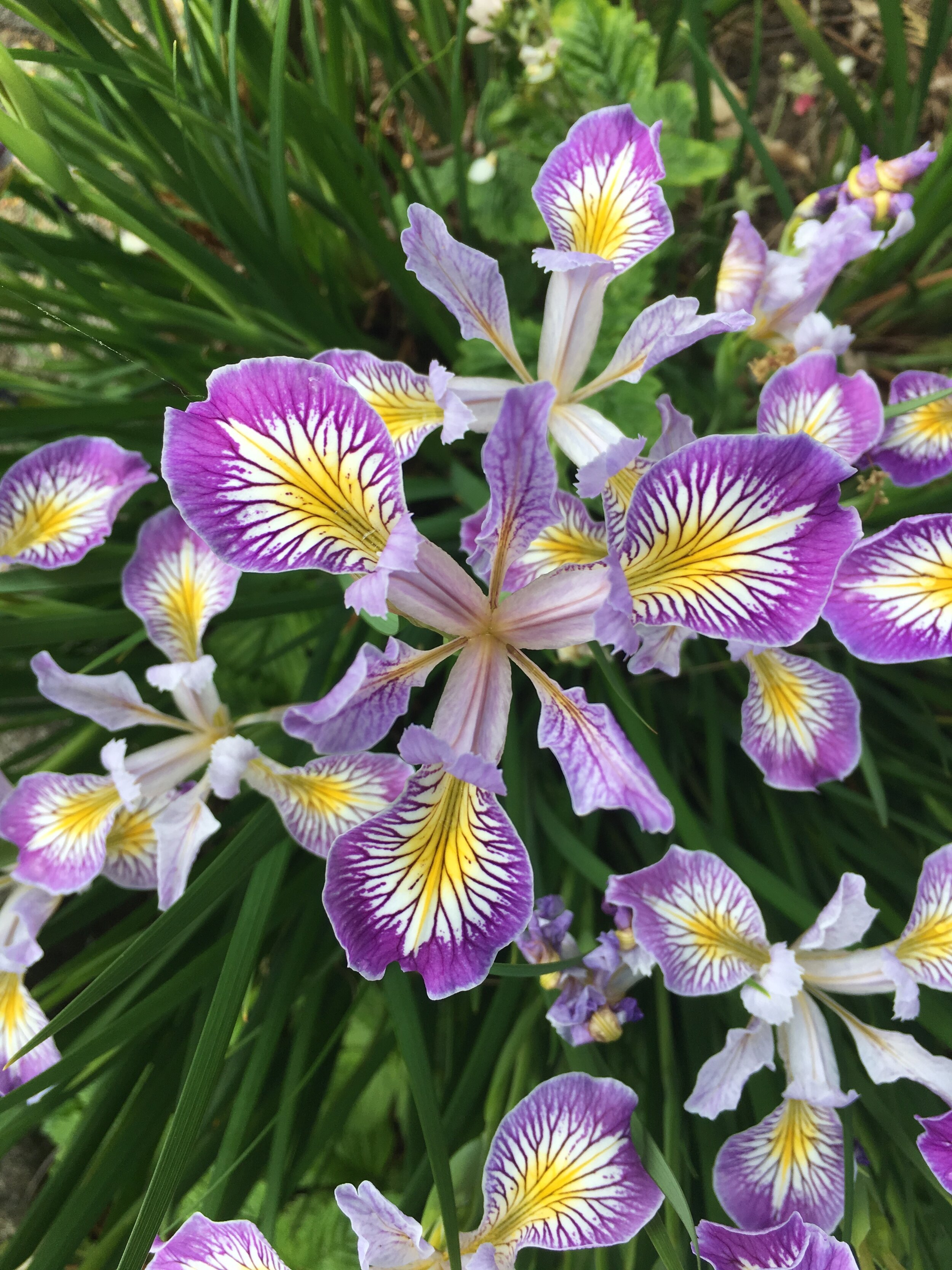 Iris?  Flower copy.jpg