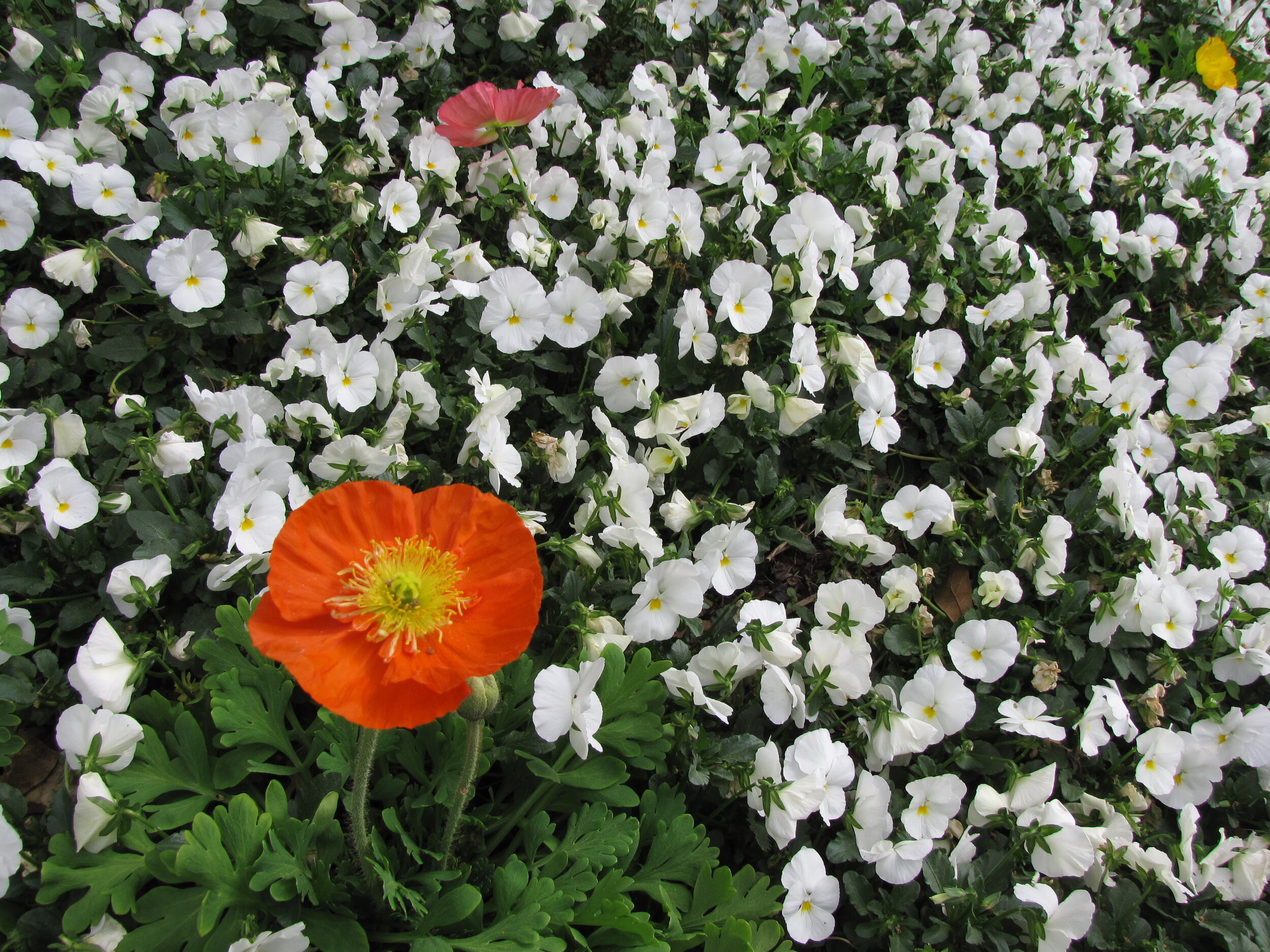 poppy and white.jpg