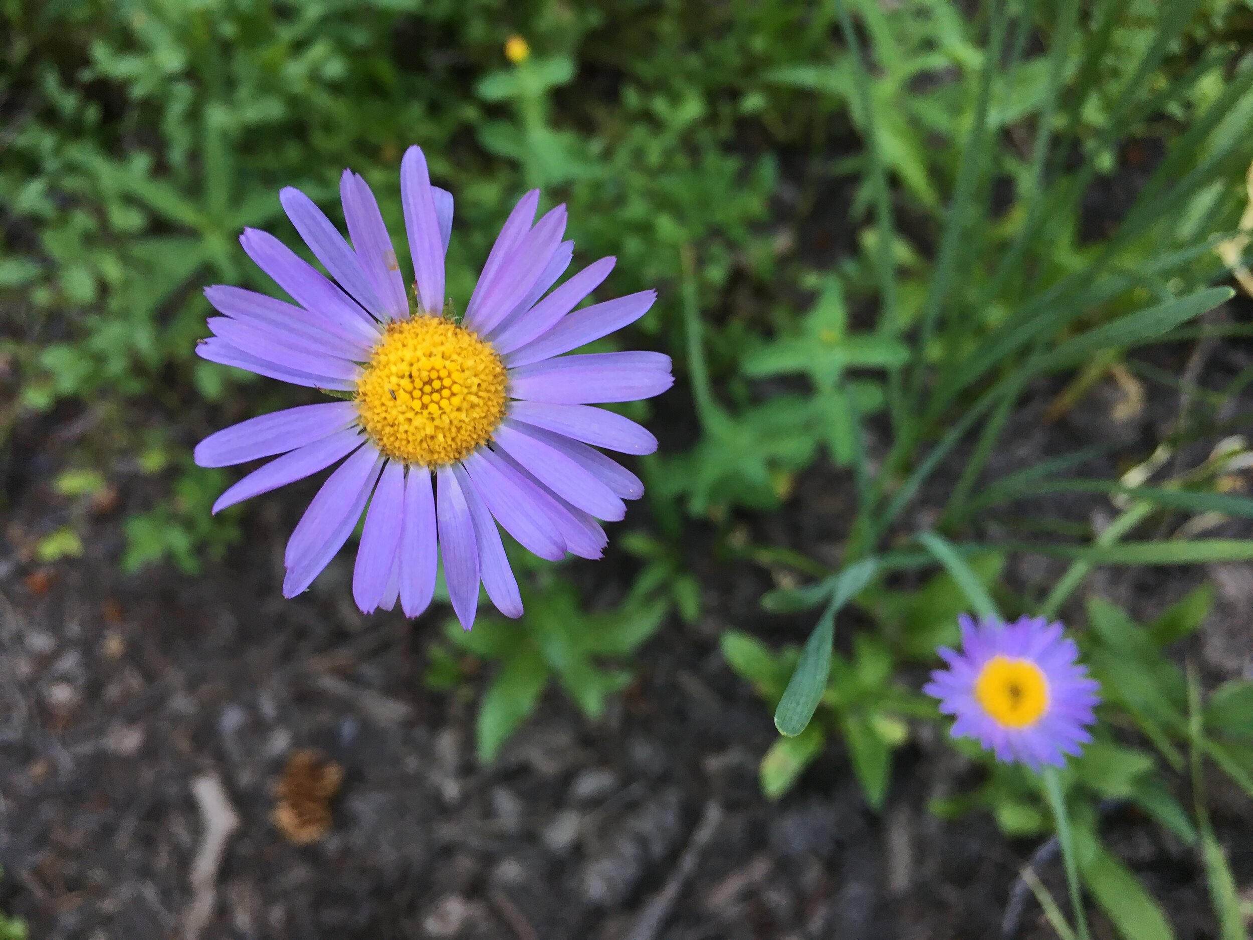 purple flower copy.JPG