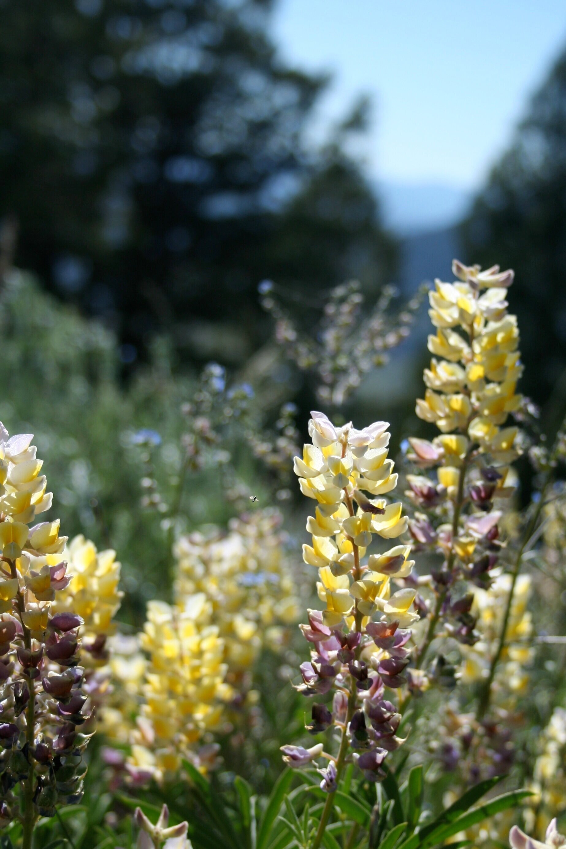 Lupin+Idaho+2011.jpg