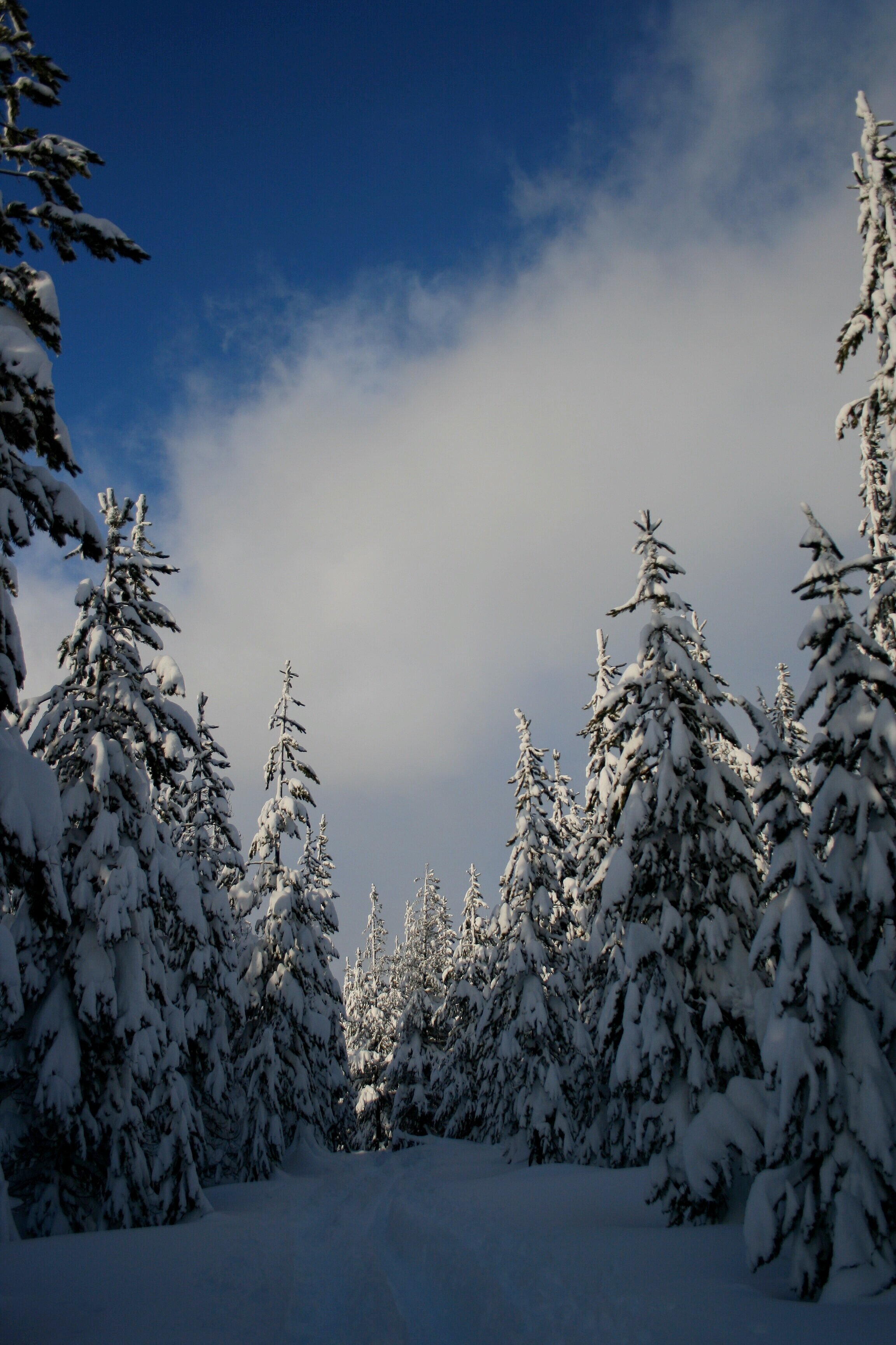 Oregon+snow+2011.jpg