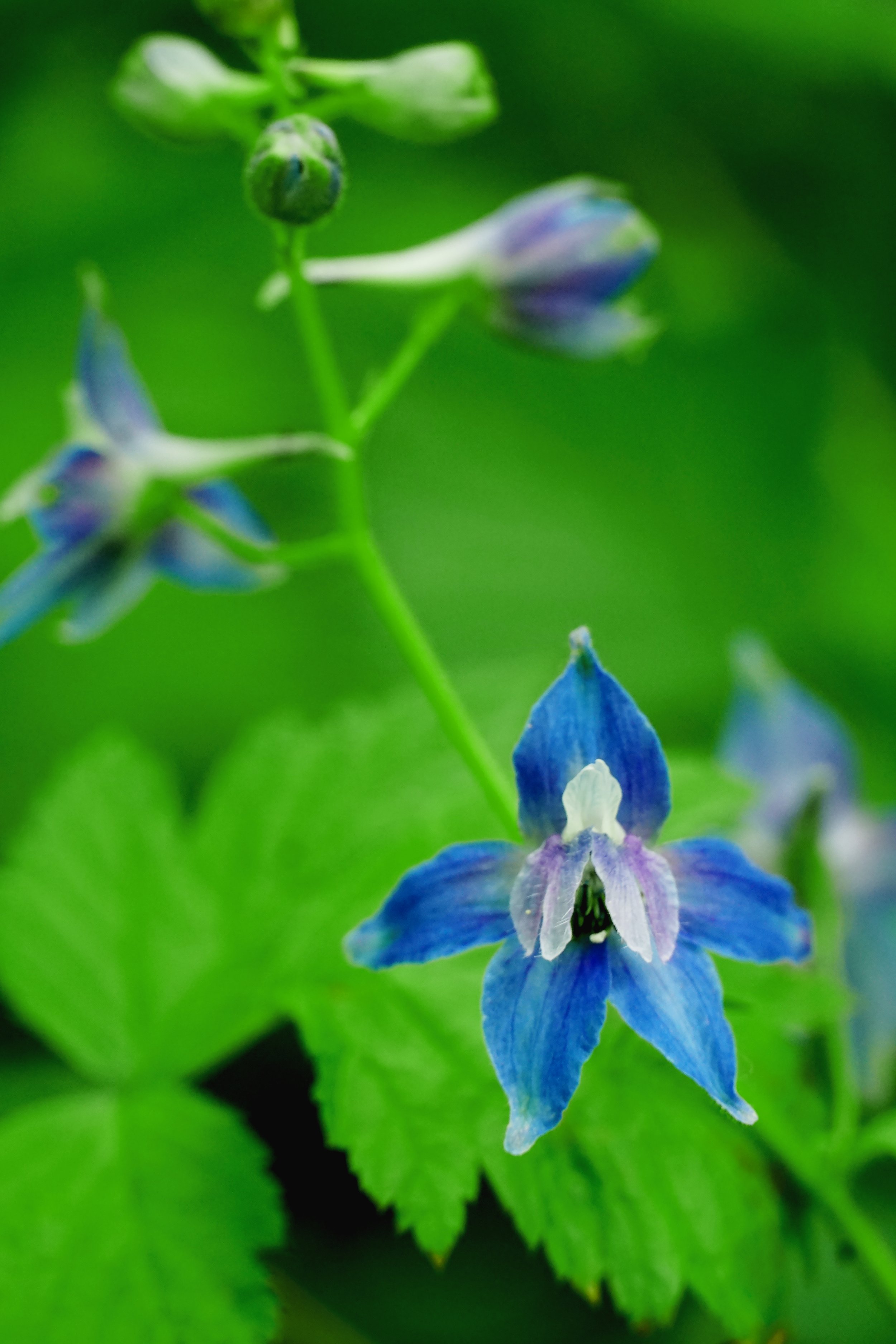 Final RACC blue wildflower copy.jpg