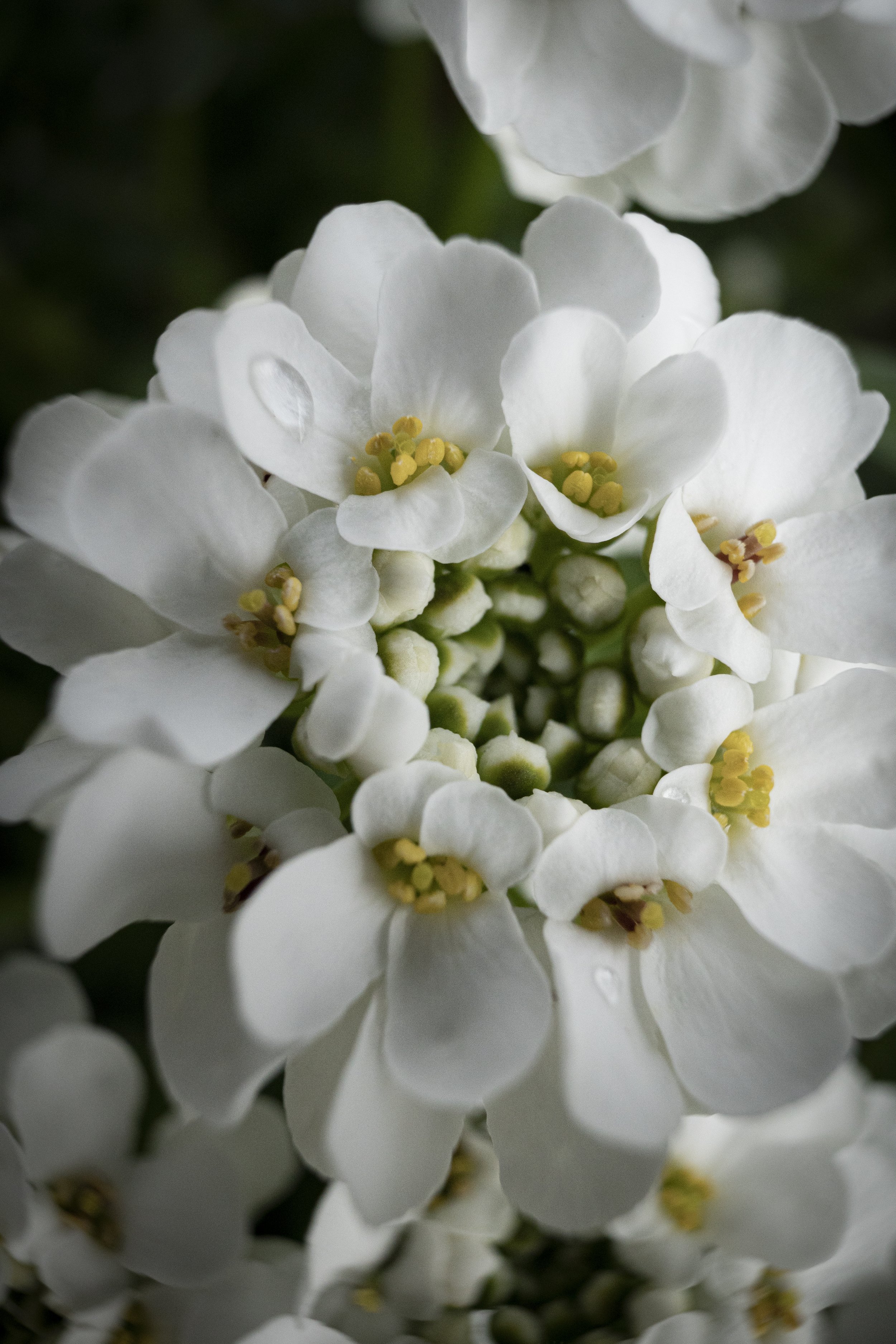 Final RACC small white flower.jpg