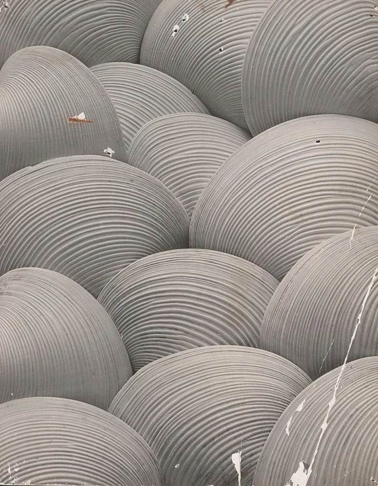 Clam Shells, 1931