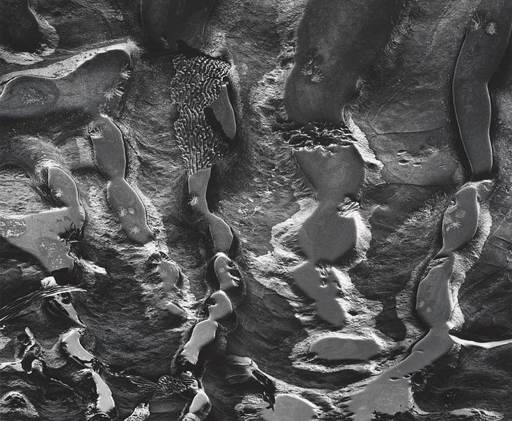Wynn Bullock, Point Lobos Tide Pool, 1972