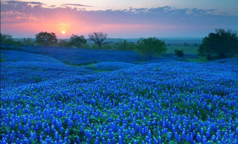 bluebonnets.jpg