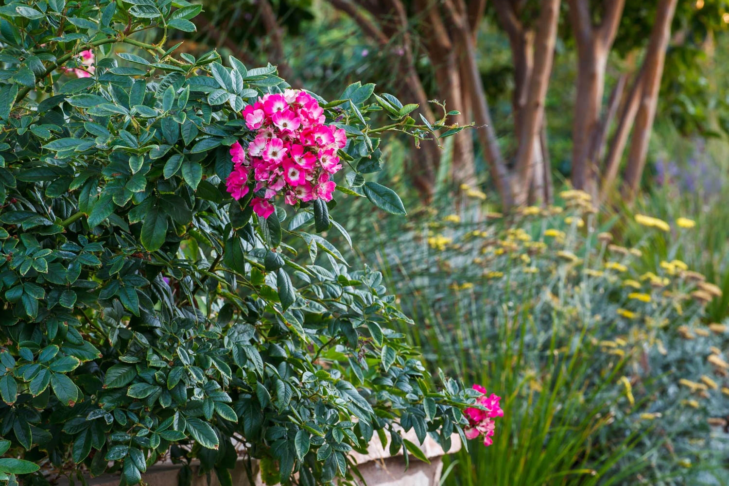 Encino Calvert Rose spilling out of planter.jpg