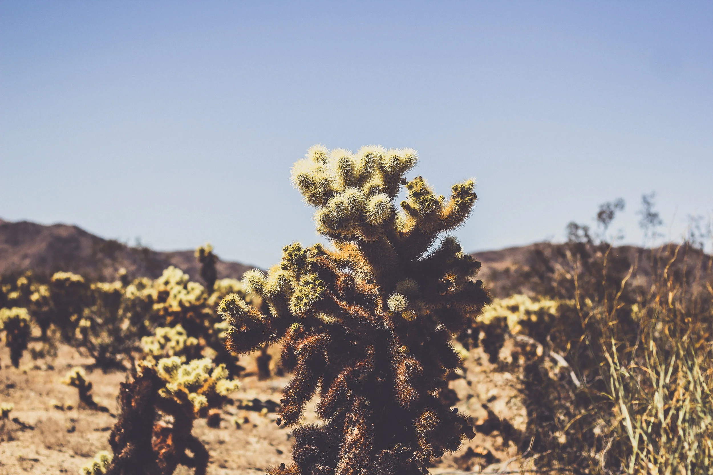 SarahShalenePhotography_JoshuaTree-8.jpg