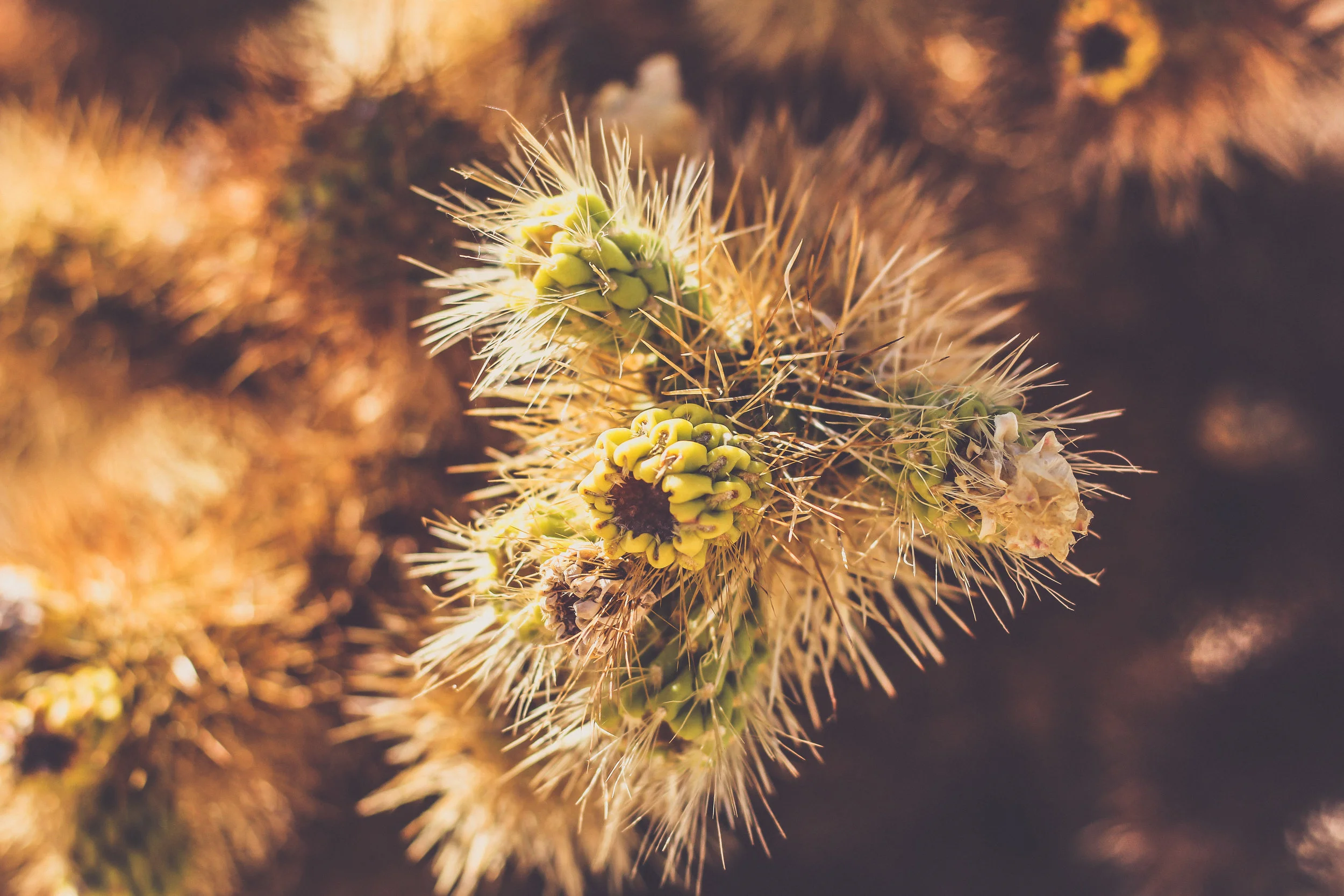 SarahShalenePhotography_JoshuaTree-9.jpg