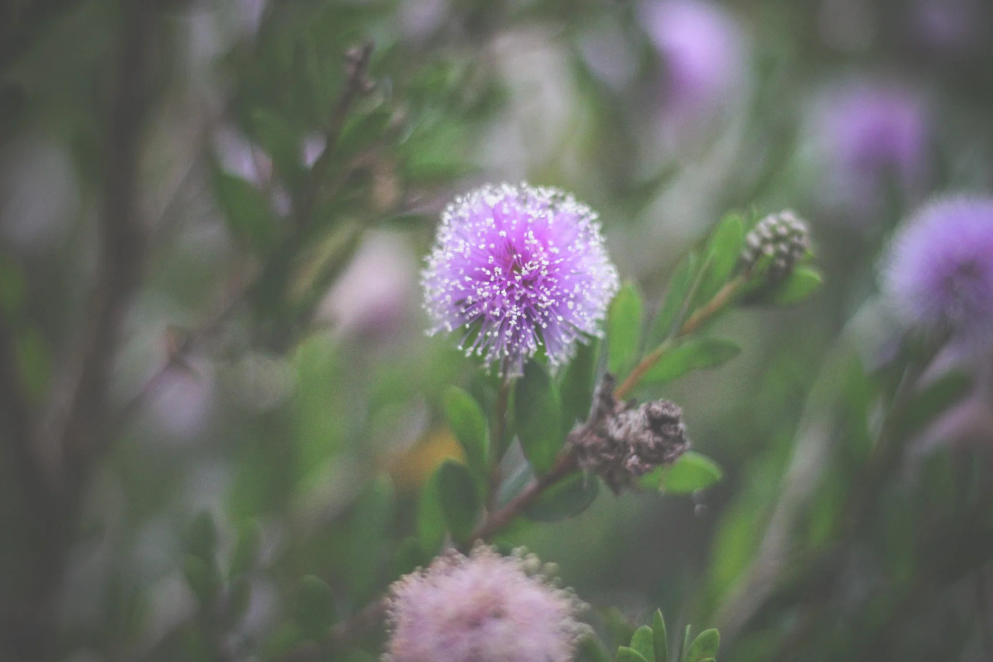 SarahShalenePhotography_NorthernCalifornia-36.jpg