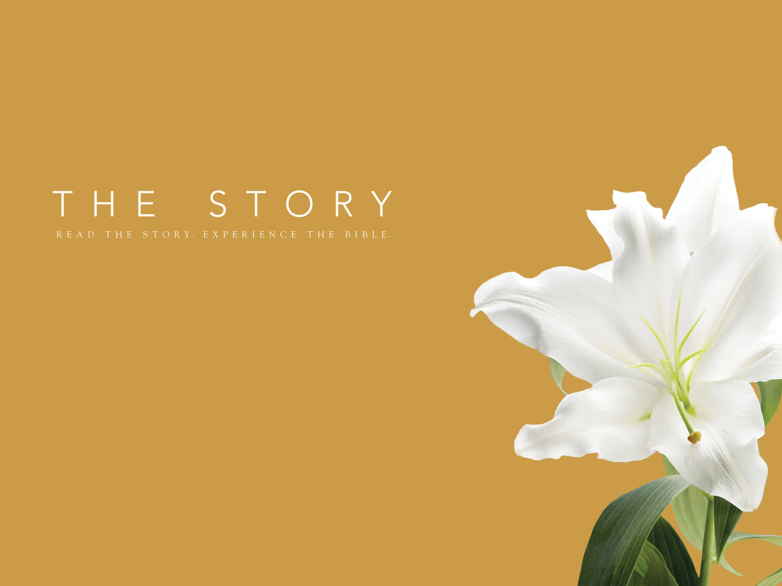 The Resurrection - Chapter 27