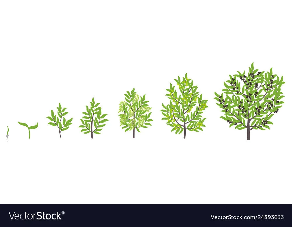 The Need for Practice 