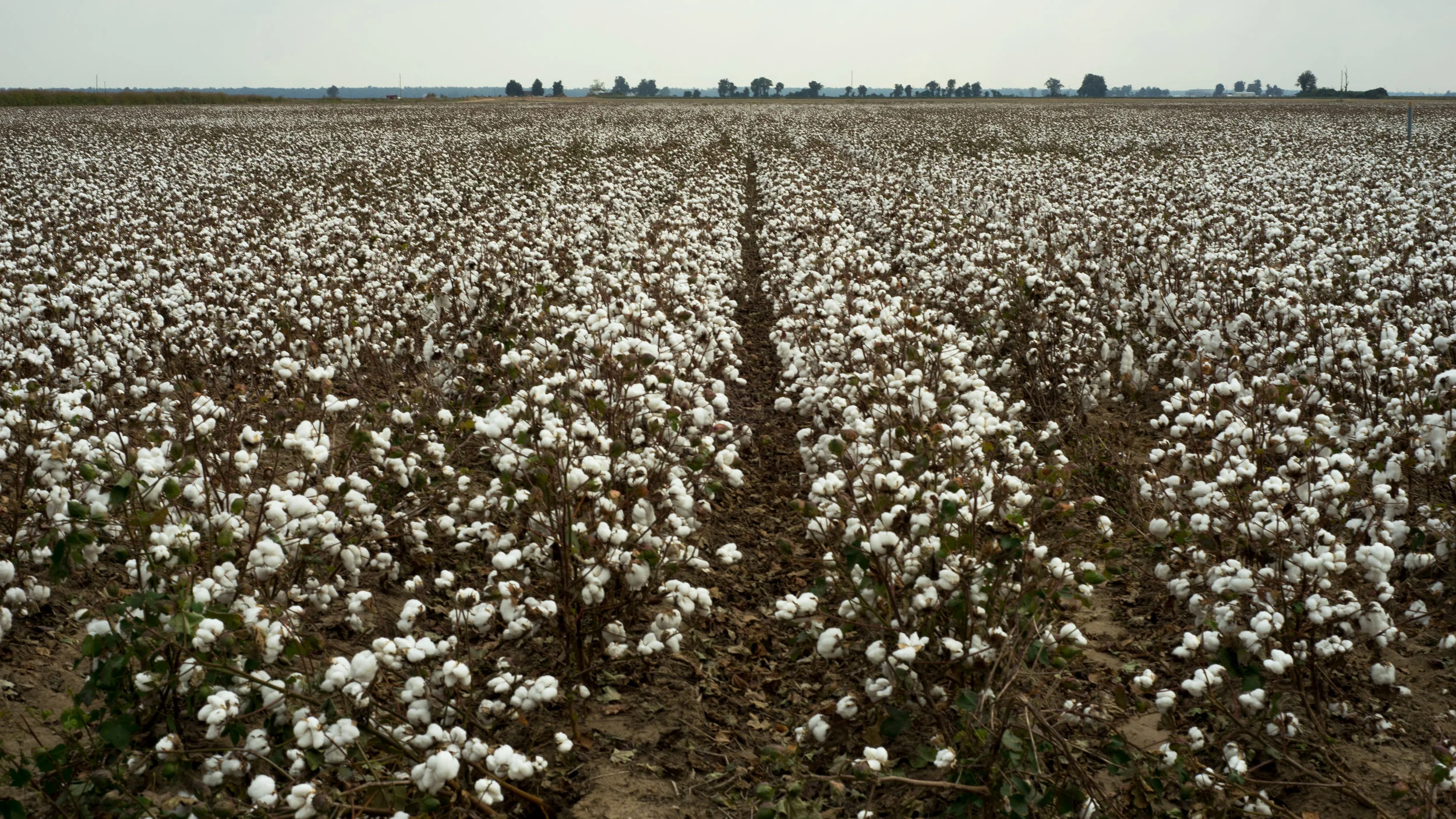 Cotton Field, Black Oak, AR, 2017