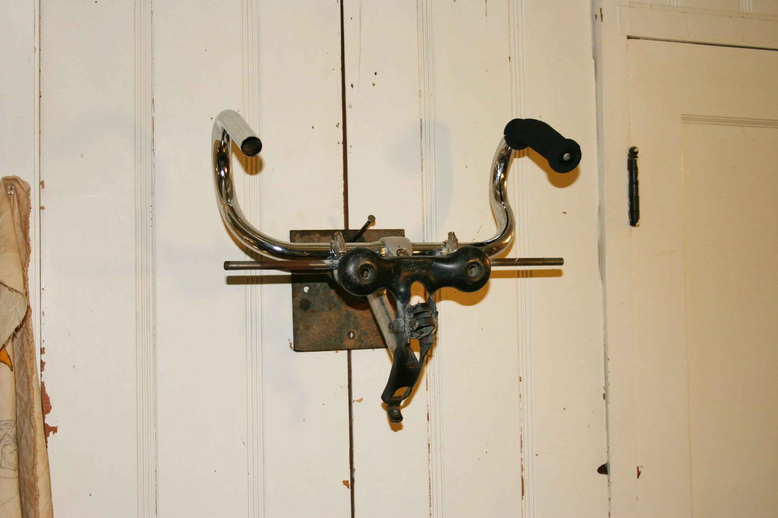 Cattle Skull