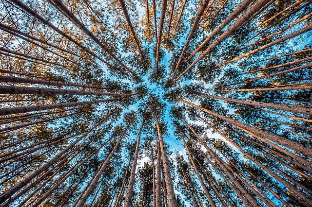 pixabay.com
