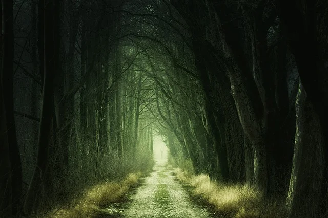 Image by Johannes Plenio from Pixabay