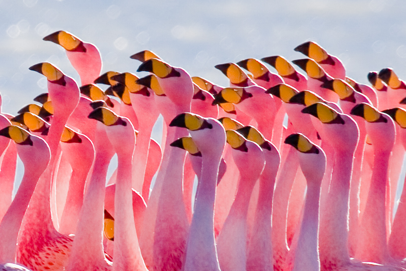 AUDITION for FLAMINGOS