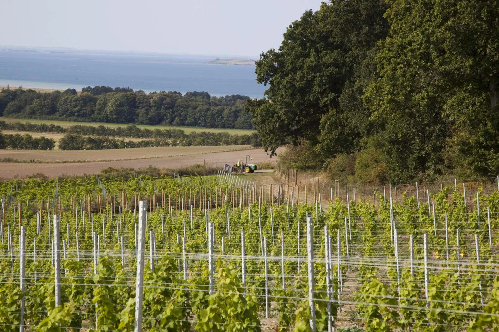 Hvordan smager en lang, god sommer?