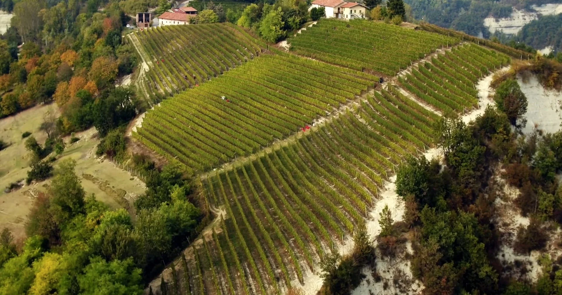 Den hvide Barolo?