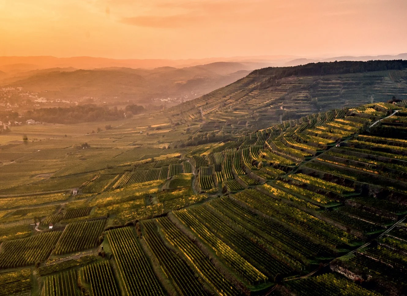 Riesling på rad og række