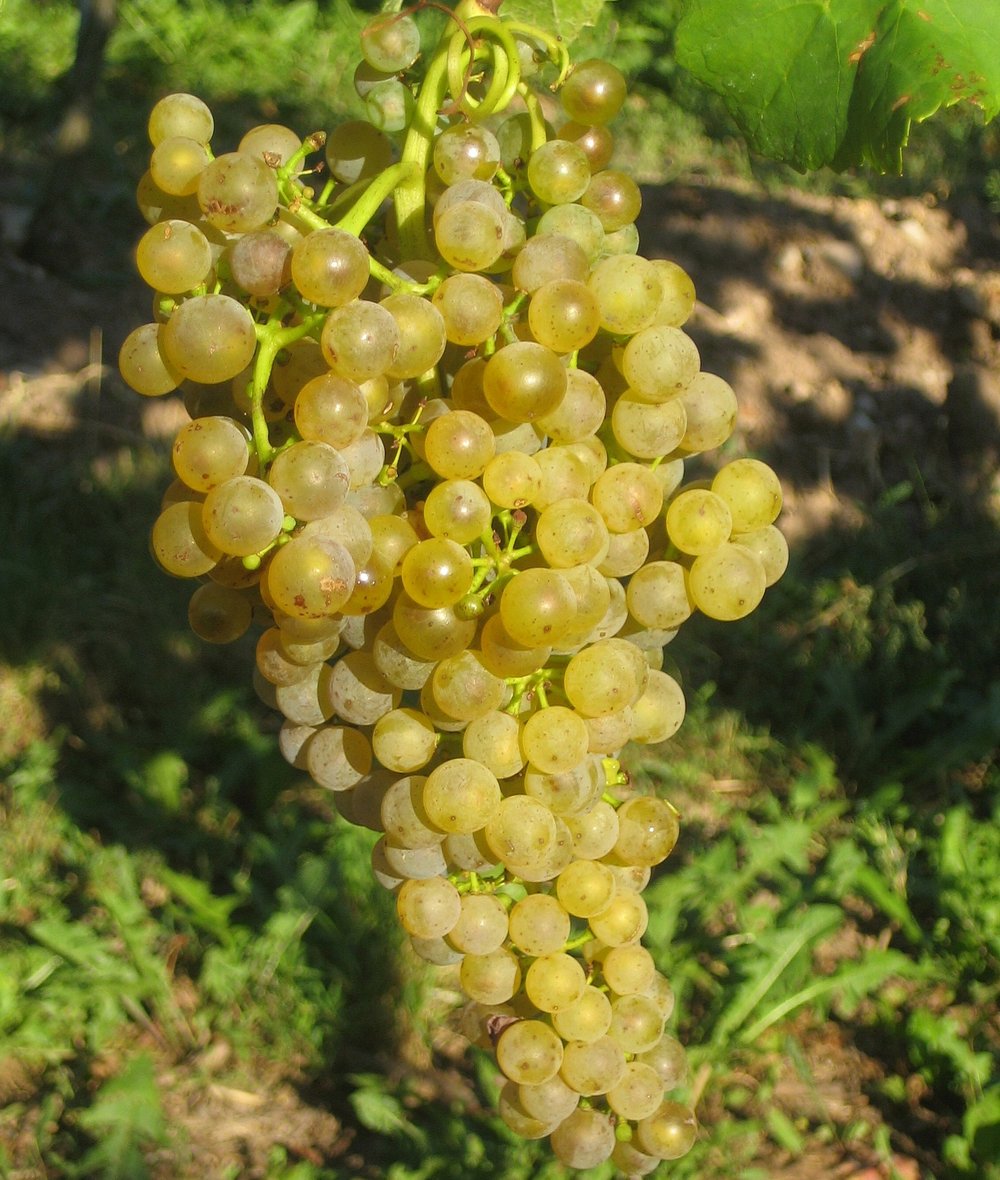 Donauriesling (c) Ferdinand Regner.jpeg