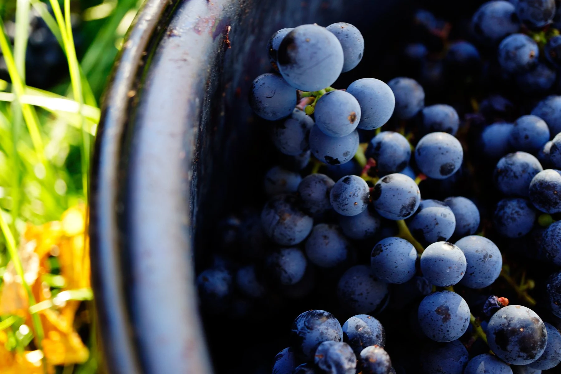 Eisenberg DAC 272 (c) Steve Haider.jpeg