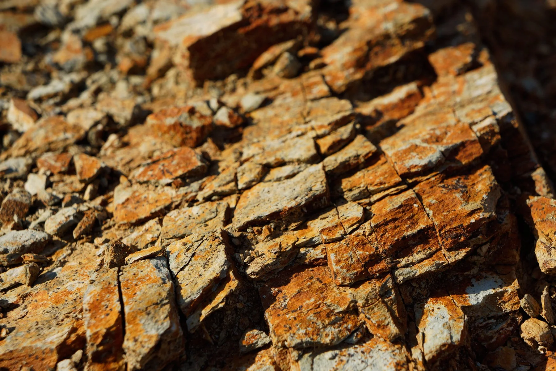 Eisenberg DAC 143 (c) Steve Haider.jpeg