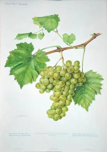 Ampelografski atlas Sorte Graševina (c) Grad Kutjevo.jpg
