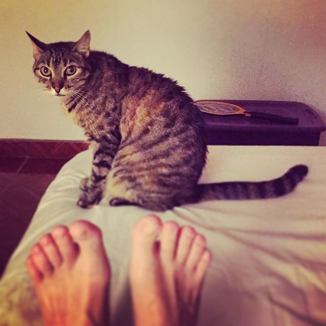 “They are back home 🏡 🇲🇽 “
😍🐈 Gracias Gracias Gracias 🙏🏼 🇨🇴 @happyyogacolombia @happyyogamedellin @mindfulness_yoga_vital
