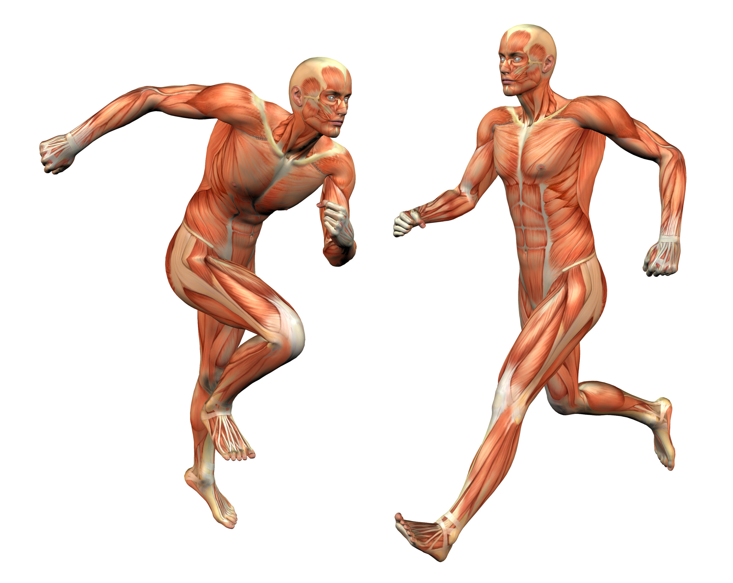 Врач занимающийся мышцами. Мышцы человека. Мускулатура человека. Анатомия человека в движении. Мышцы человека в движении.