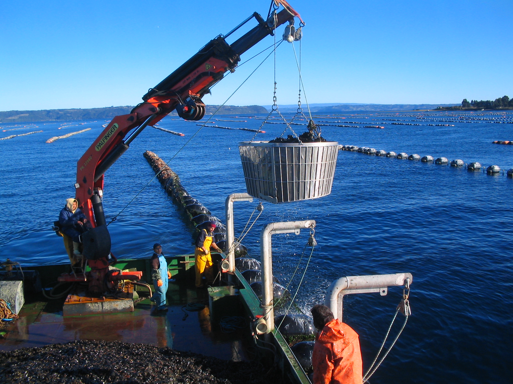 ship harvesting mussels