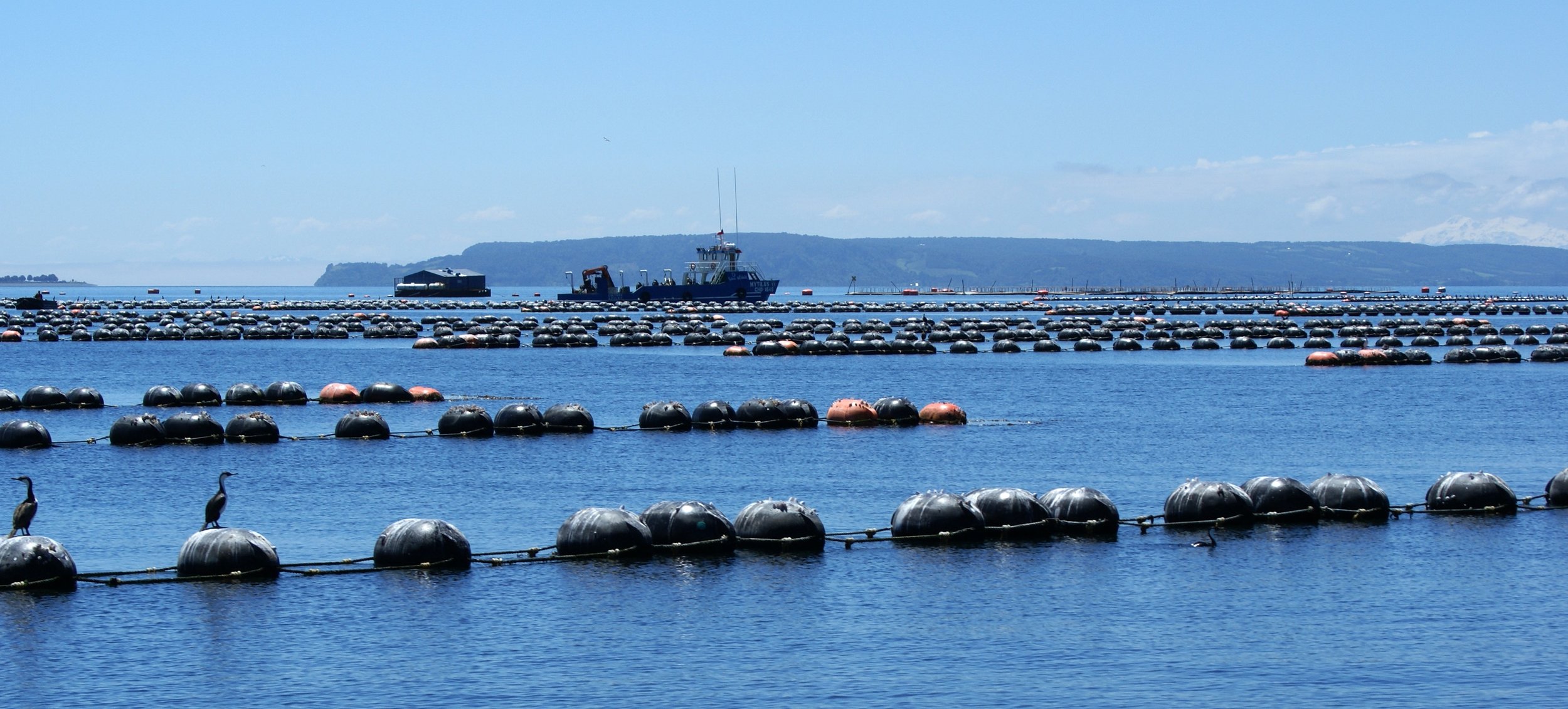 mussel field with buoys and ships