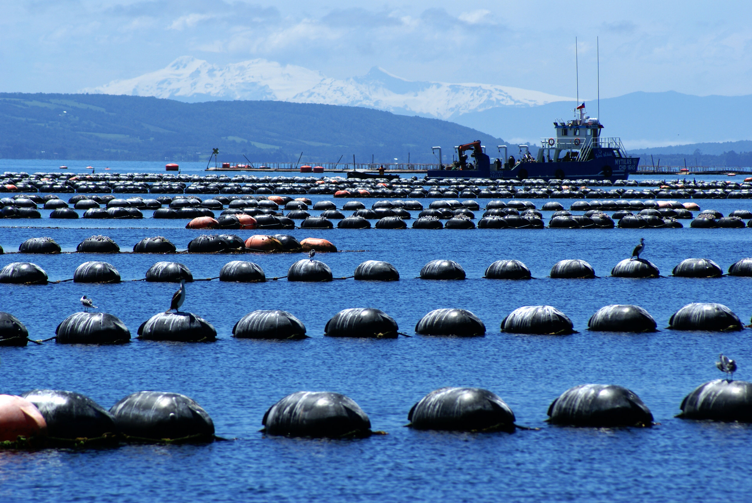 mussel field with buoys and ships