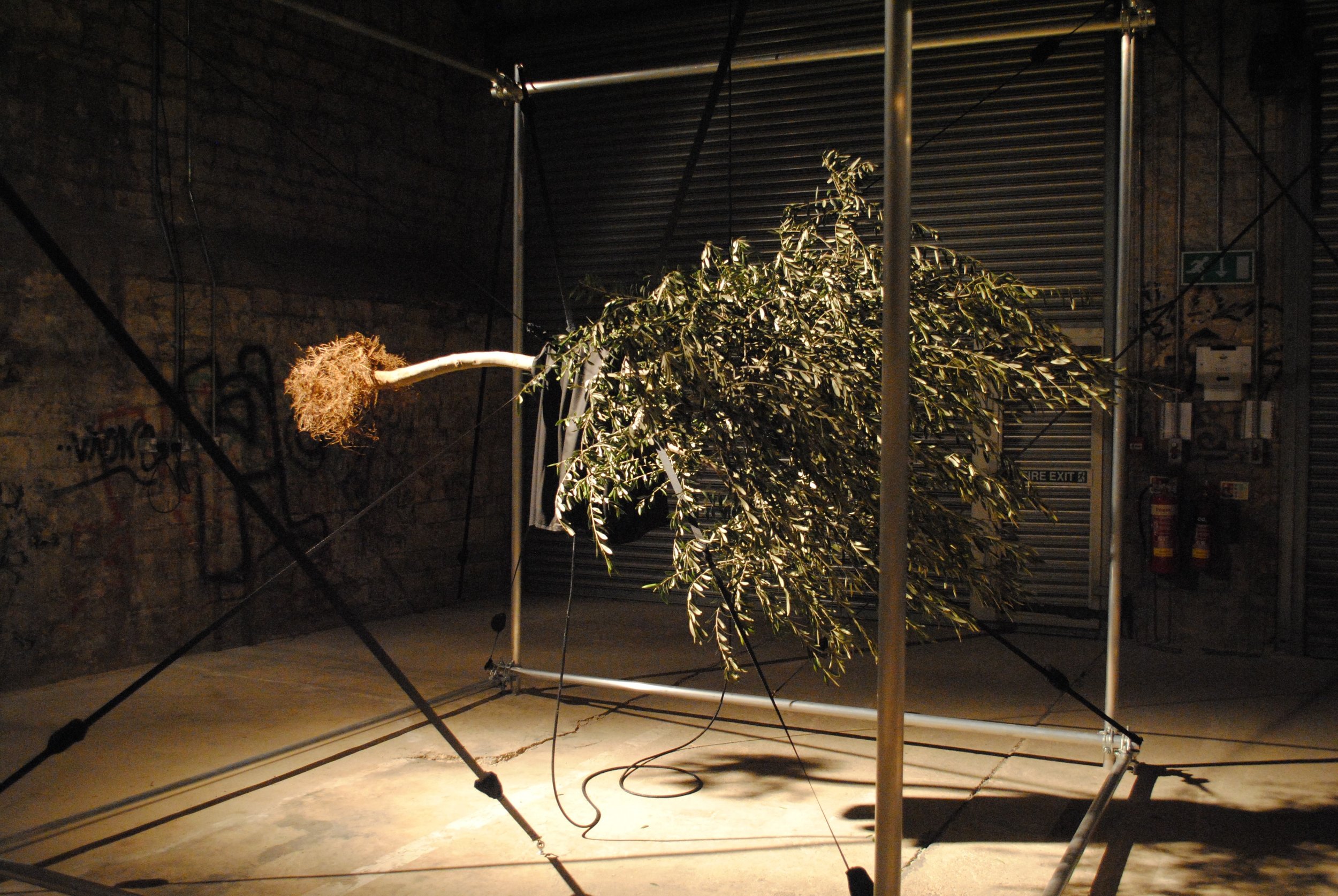 single tree .jpeg