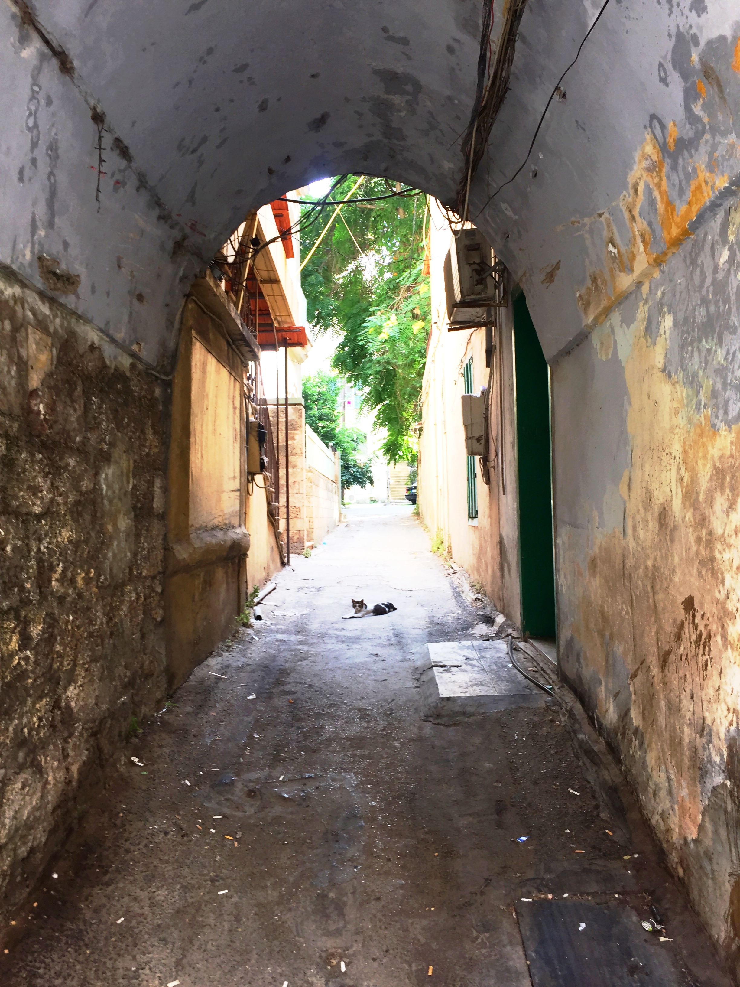   A cat sits in an alleyway in the Gemmeyzeh neighborhood of Beirut, Lebanon. August, 2015.  