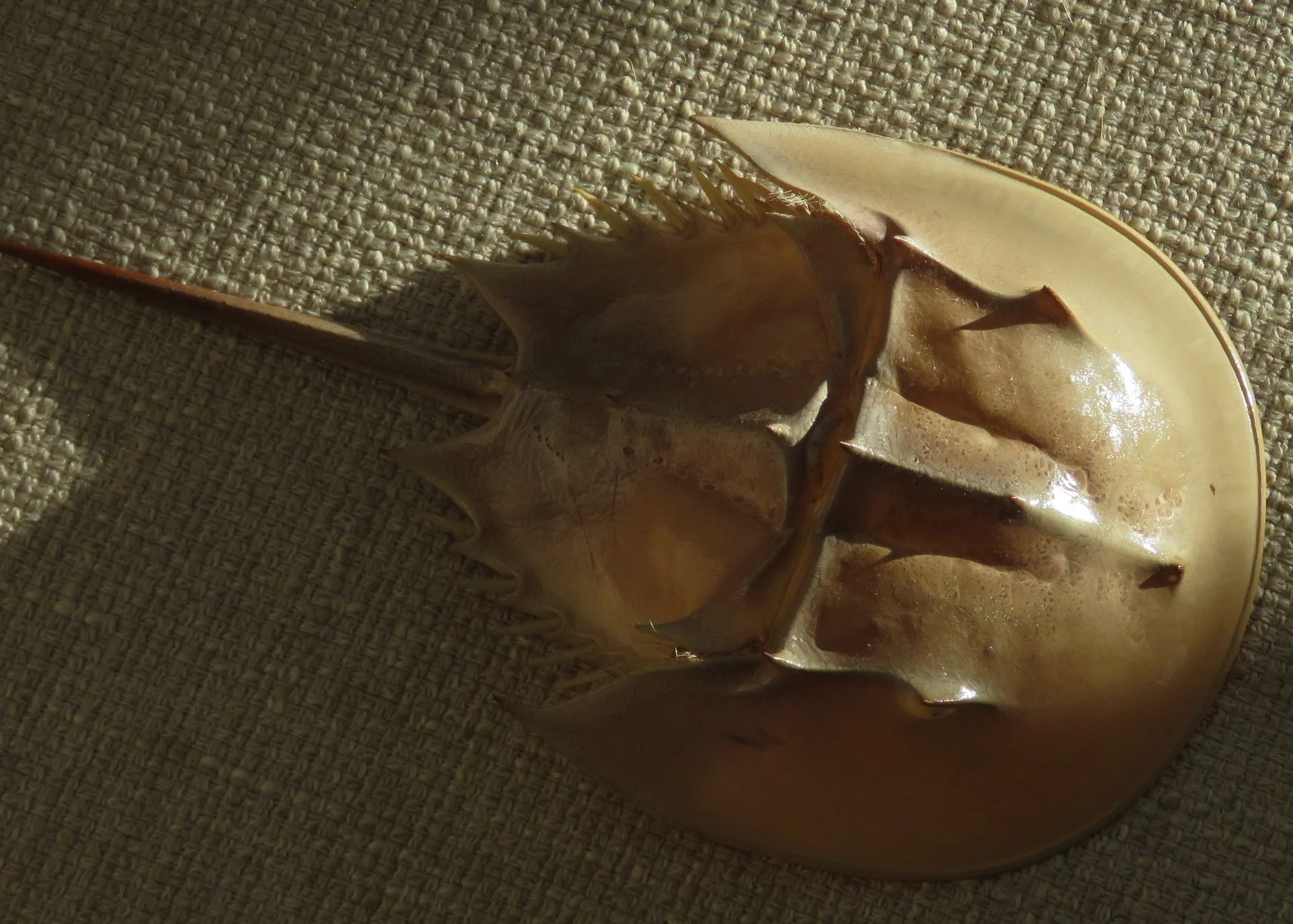 Wondering Over a Horseshoe Crab (and it's Maker)