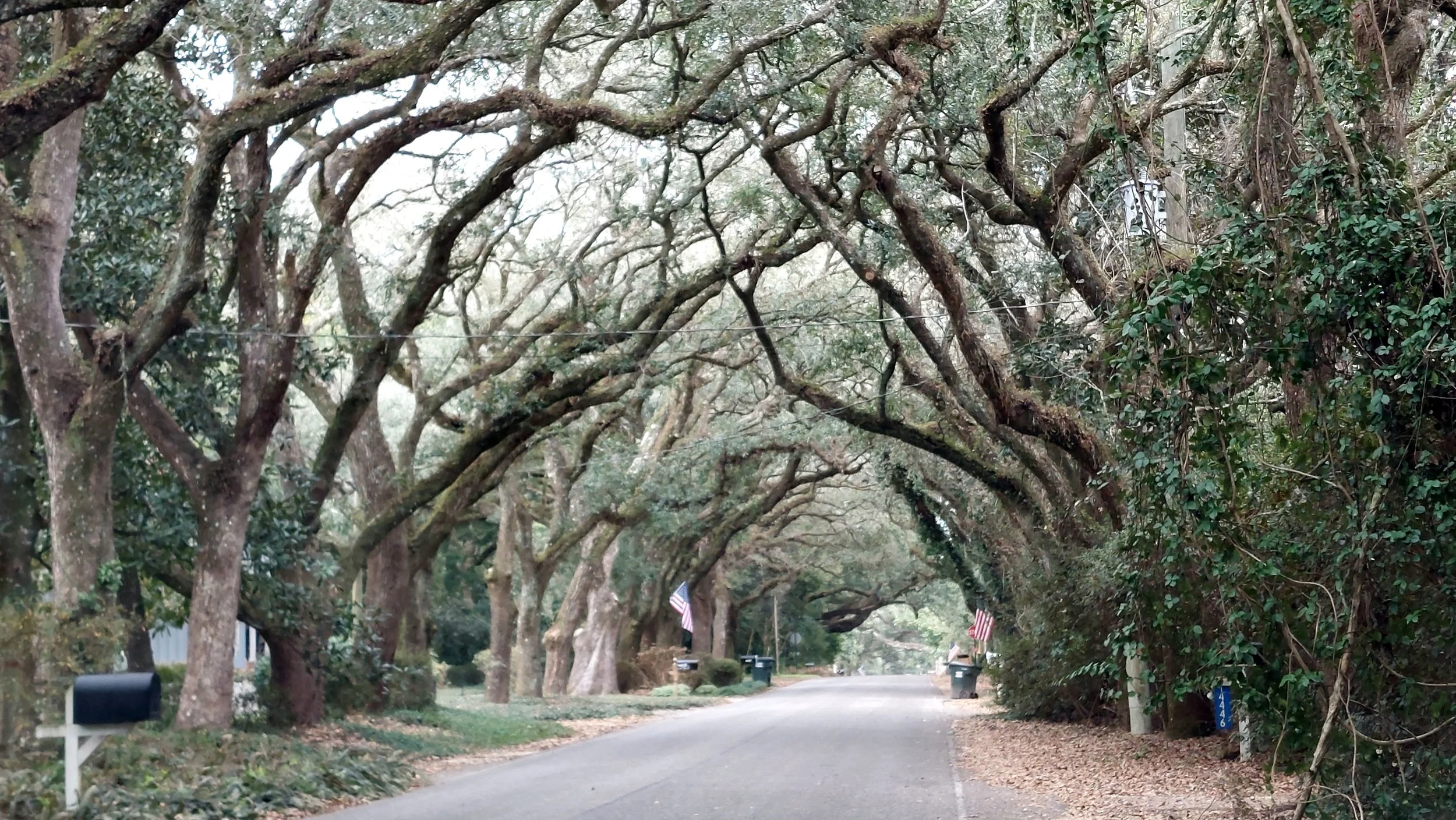  Like a living cathedral, these vaulted live oaks that span a residential street in Magnolia Springs provide the perfect context for praising their Maker. I was so stricken by their beauty, I had to pull my car over and take them in… and take my came
