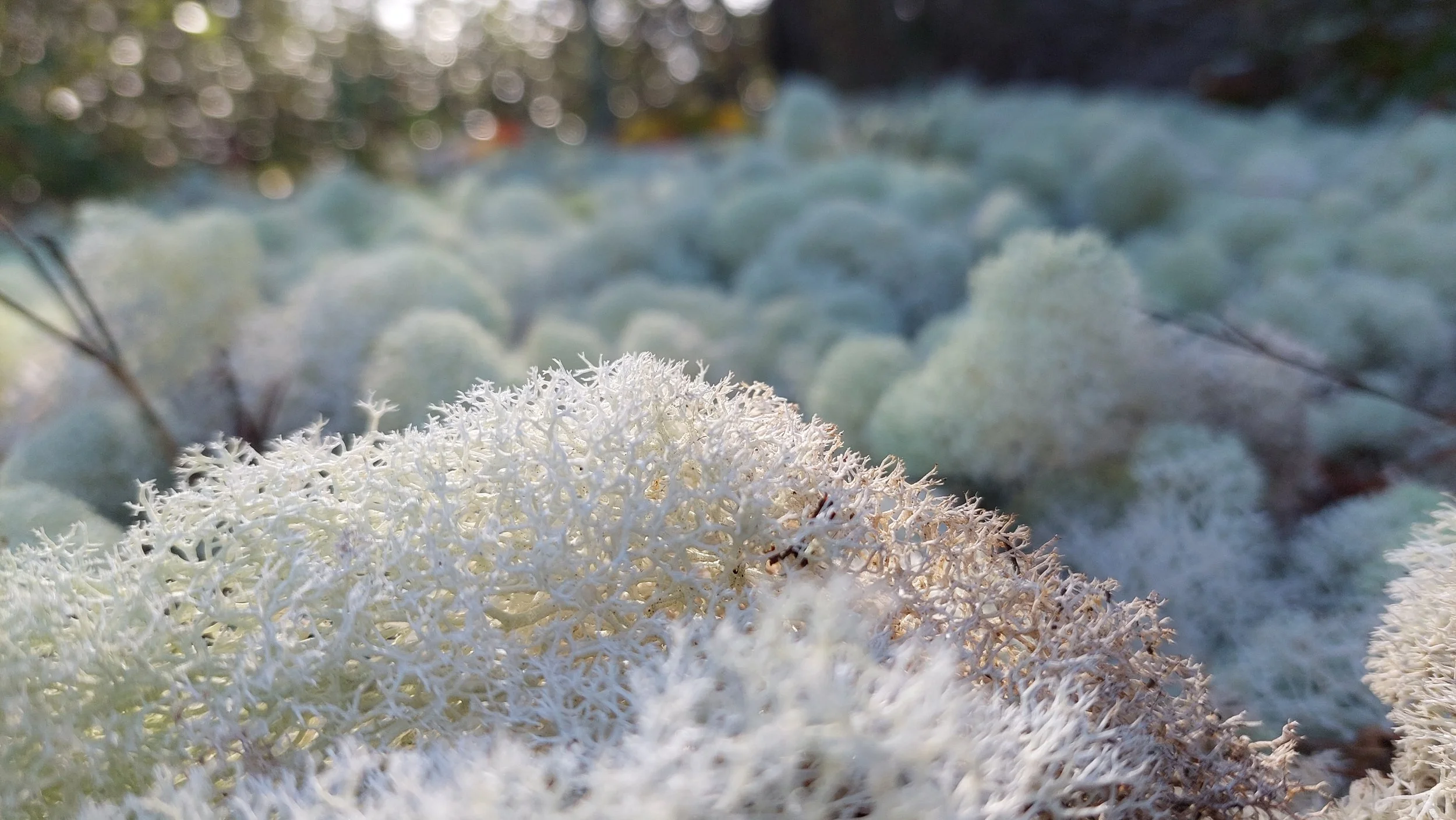  During my hike on Gator Trail, the delicacy and form of these sand-loving mosses struck me with wonder. As individual forms, they are certainly intriguing. But photographing with varied focus from a “worm’s eye view” opened entirely new appreciation