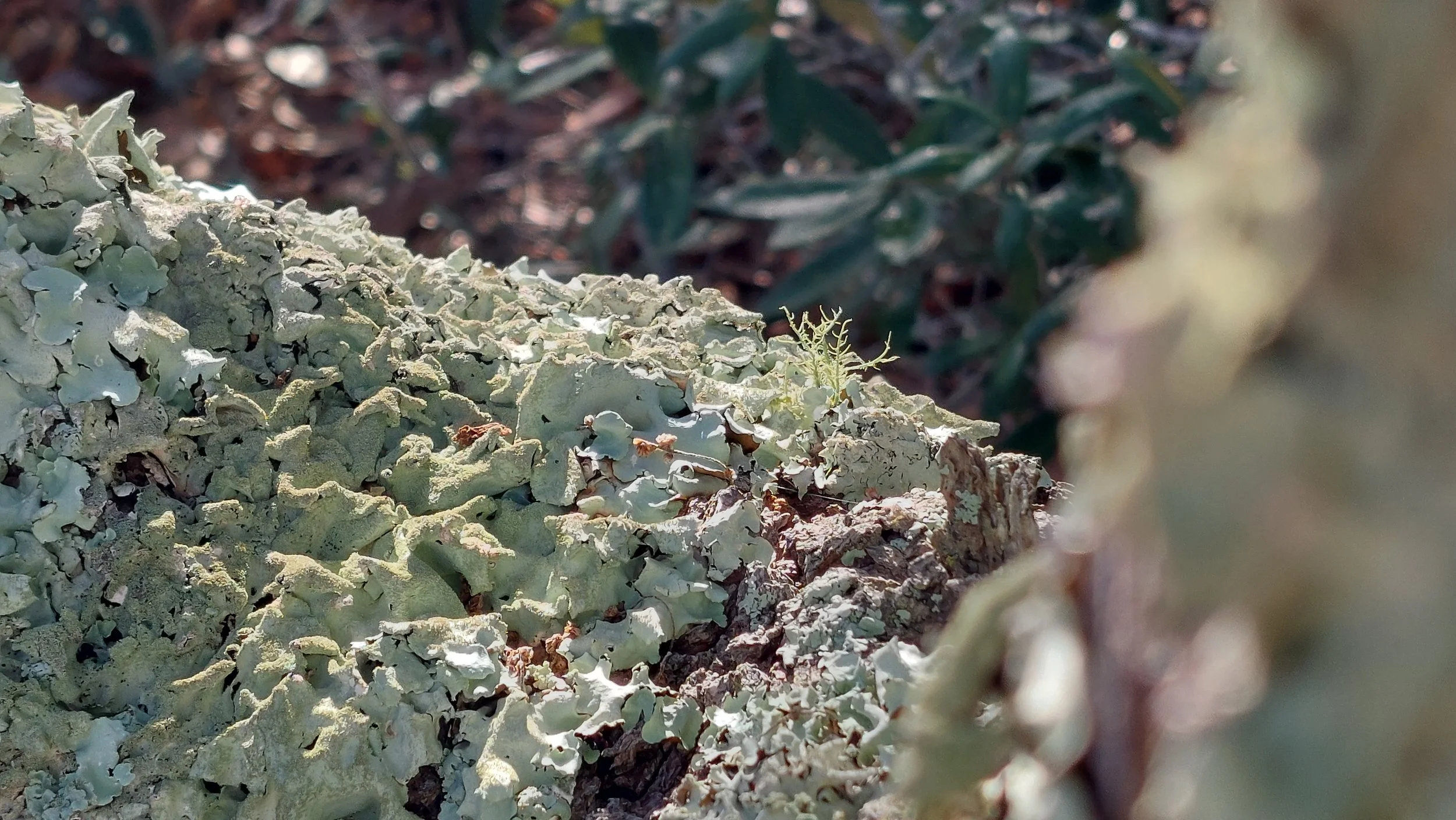  At first, I hiked by this tree, only offering it a passing glance. And then something clicked in me, inviting me to “commune.” So, I backtracked and took more time to notice the artistry in this little scene. Framing the photo with varying focus con