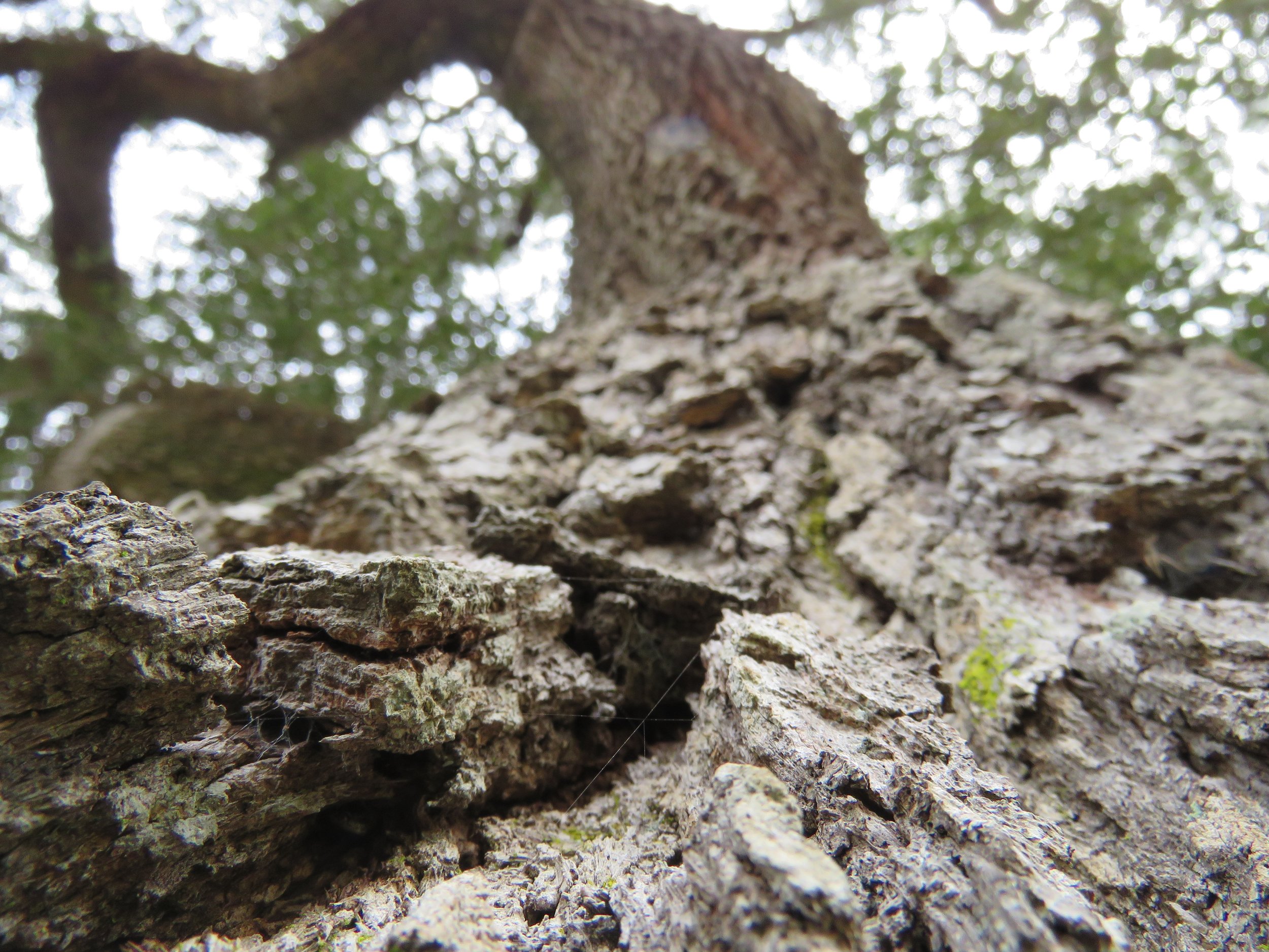  I love the way this incredibly textured live oak reaches upward like like a gnarly arm reaching to the heaven. It’s bent and twisting in its reach, just like me. I surveyed many gorgeous live oaks on this trip, but this one stood out. Playing with c