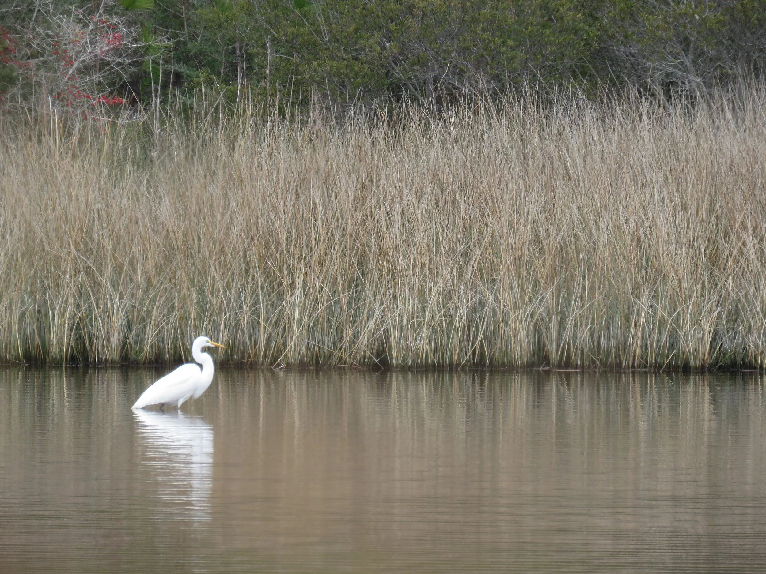  While hiking the Jeff Friend Trail, I noticed the layers in this beautiful scene. The photo reflects the compositional classic “rule of thirds” where the water, reeds, and trees each comprise one third of the composition. The depth of field is incre
