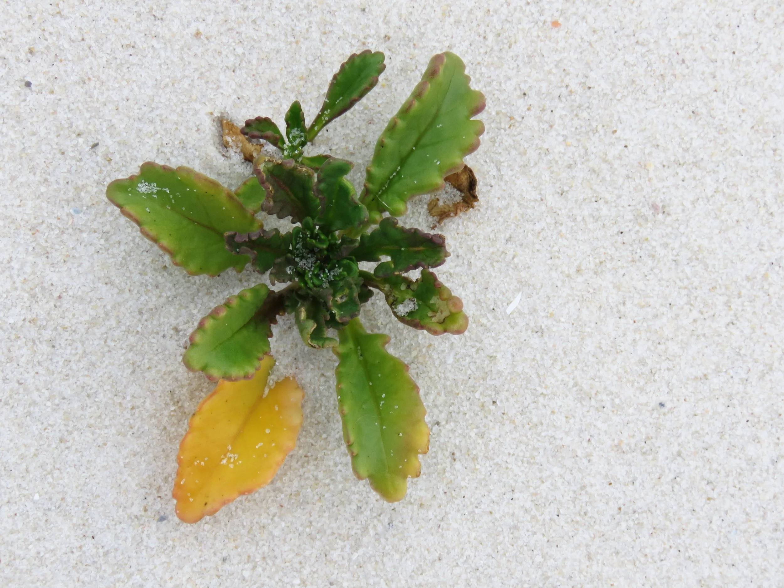  Like sea foam, these little plants are often missed for their ubiquity in the coastal landscape. I missed them at first. But upon remembering to “commune,” I stopped and took a closer look. I shot several photos of these plants as individuals and in