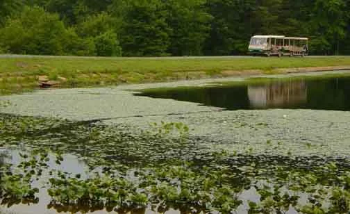 Family Fun: Wonderful Wetlands