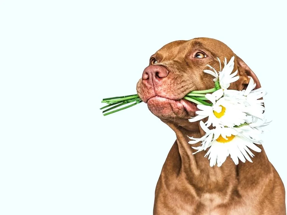 People Behavior, Not Pit Bulls, Now Focus Of New Law