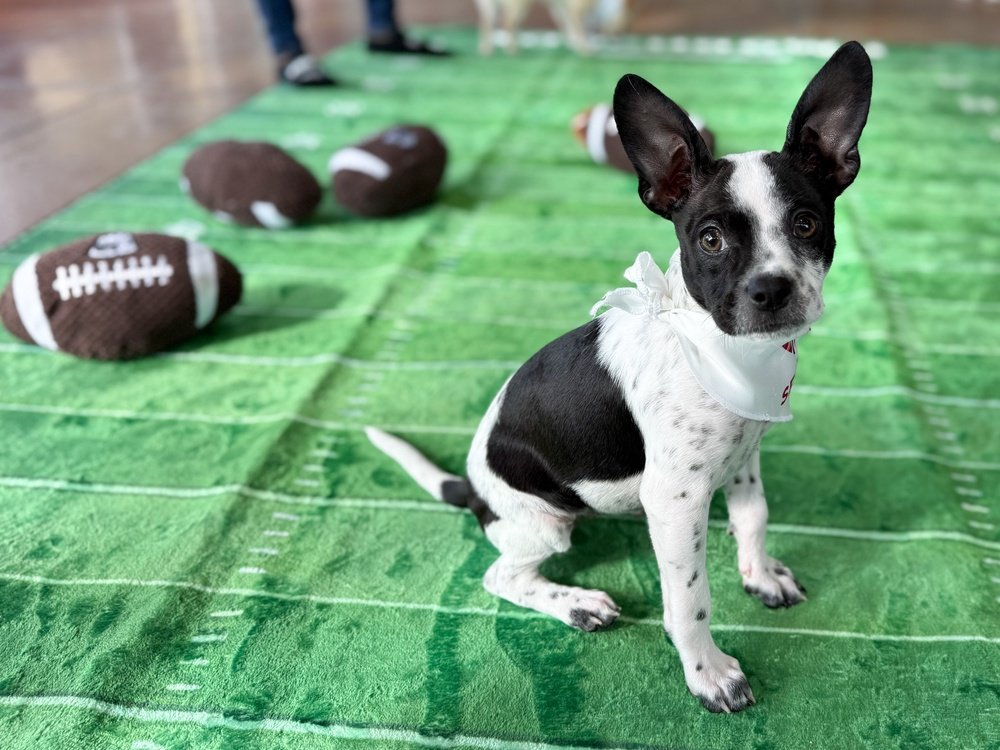 Move Over, Puppy Bowl