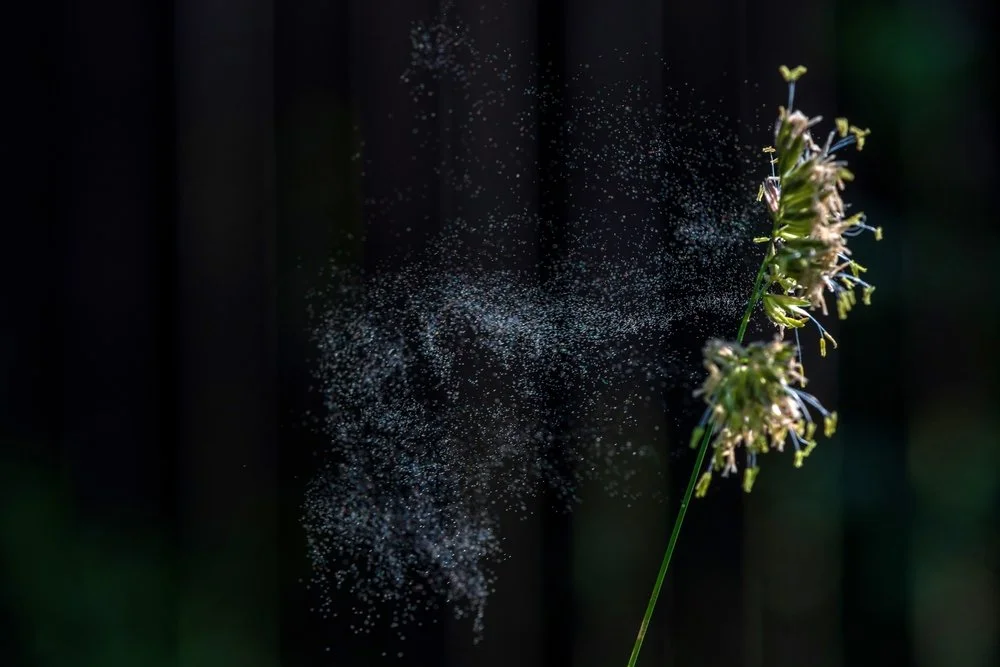 Get Ready For Pollen Season