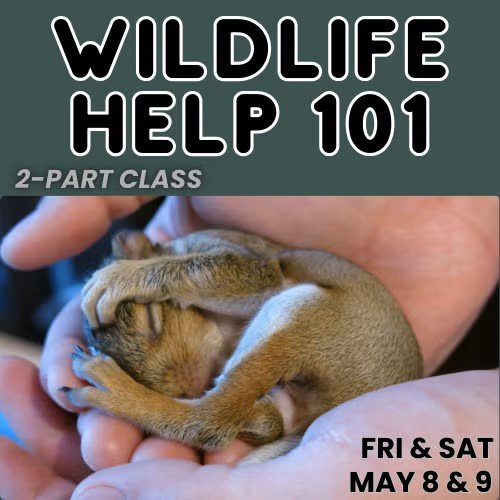 Wildlife Help 101