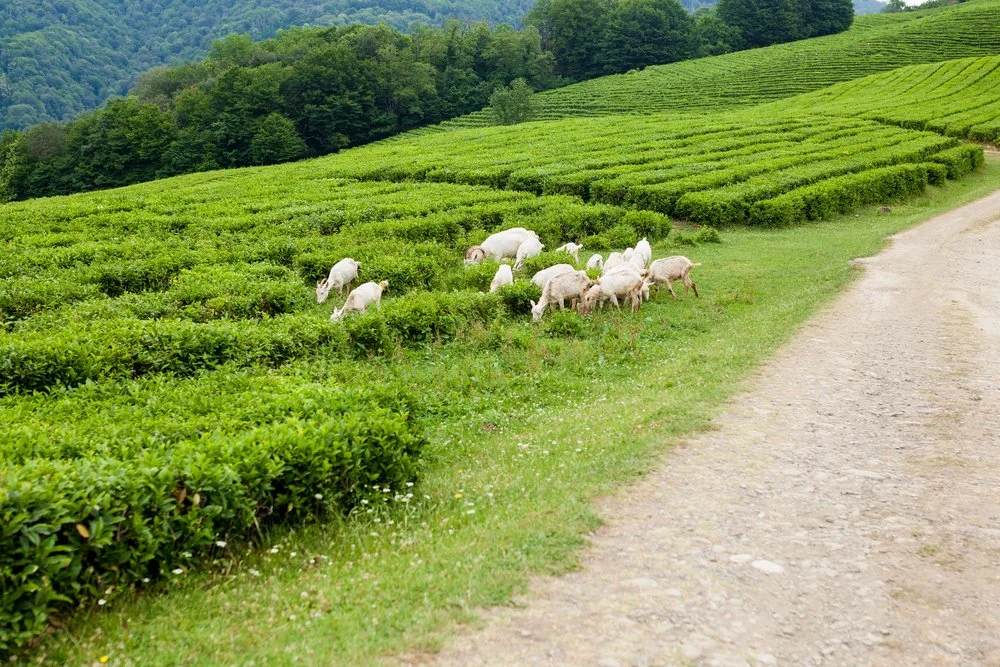 Tourism Through Fields Of Green